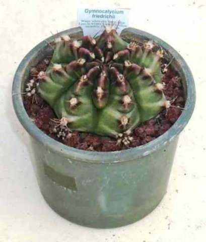 Gymnocalycium_friedrichii